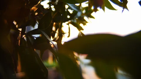 Beautiful sun light on sunset sky shine through leaf tree Video stock 113878973