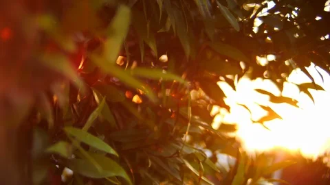 Beautiful sun light on sunset sky shine through leaf tree Stock Footage 113879329