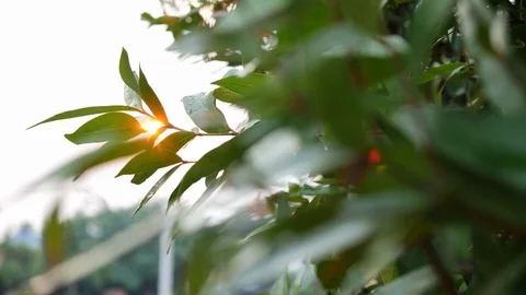 Beautiful sun light on sunset sky shine through leaf tree Stock Footage 113880091