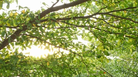 Beautiful sun light through green tree in the morning Stock Footage 90378010