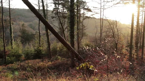 Beautiful Sun Light Through Trees &amp; Lens Flare in Relaxing Forrest Scene Video stock 46505923