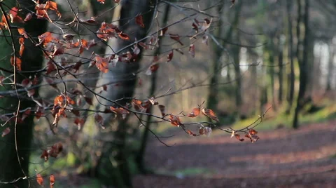 Beautiful Sun Light Through Trees &amp; Lens Flare in Relaxing Forrest Scene 库存影片 46506126