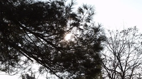 Beautiful sun obstructed by pine leaves in the wind Stock Footage 91235355