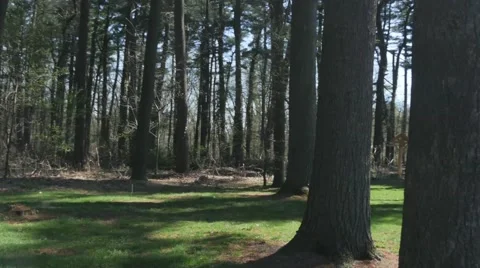 Beautiful Sun Pouring Through Trees in Park in 4K Vidéo 49318929
