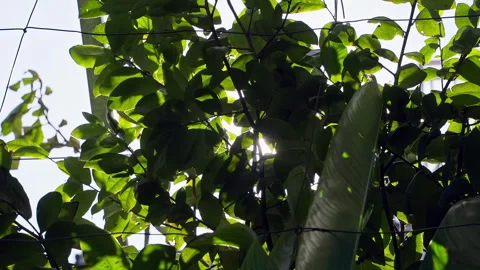 Beautiful sun rays and a circular lens flare burst through dense green leaves Stock Footage 339989001