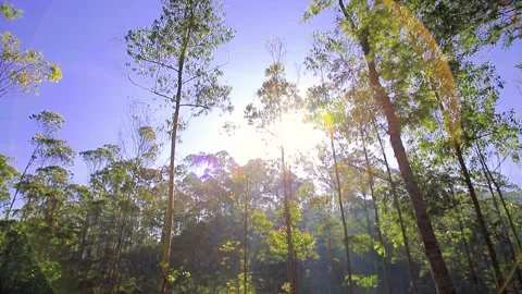 Beautiful Sun Rays and Pine Forest in the morning, Bandung, West Java Indonesia Stock Footage 132216601