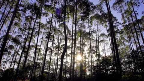 Beautiful Sun Rays and Pine Forest in the morning, Bandung, West Java Indonesia Stock Footage 132216803