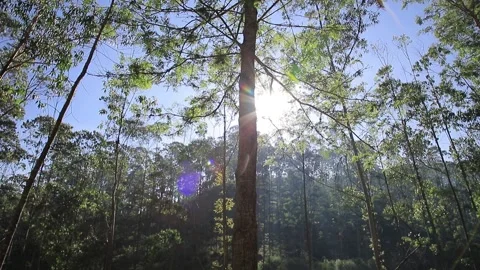 Beautiful Sun Rays and Pine Forest in the morning, Bandung, West Java Indonesia Stock Footage 132217139