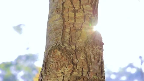Beautiful Sun Rays and Pine Forest in the morning, Bandung, West Java Indonesia Video stock 132217161
