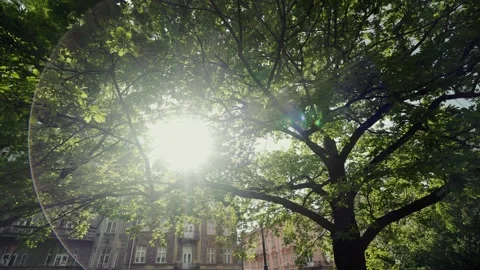 Beautiful Sun rays and Sun flare through top trees, sun shines through foliage 库存影片 130569374
