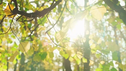 Beautiful Sun rays and Sun flare through top of trees sun shines through foliage Stock Footage 141783097