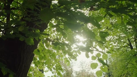 Beautiful Sun rays and Sun flare through top of trees sun shines through foliage Видео 141783175