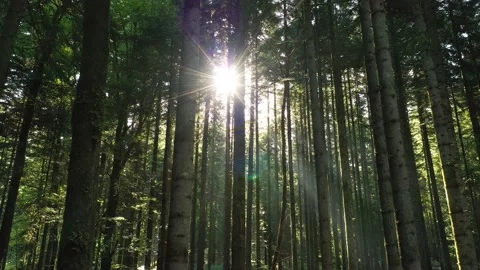 Beautiful sun rays in conifer forest landscape Vídeos de archivo 140614306