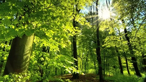 Beautiful sun rays fall through fresh green foliage in a beech forest Stock Footage