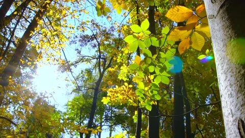 Beautiful Sun Rays Fall Through  Foliage In Autumn Forest Stock Footage 82052408