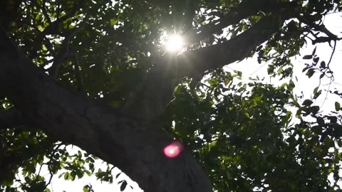 Beautiful sun rays falling directly ,between the trees. Stock Footage 131704428