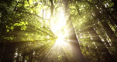 Beautiful Sun rays in the forest Stock-Footage 322904336