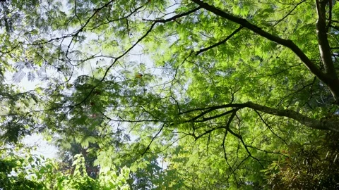 Beautiful sun rays illuminating a beech forest in vivid shades of fresh green Stock Footage 146154366