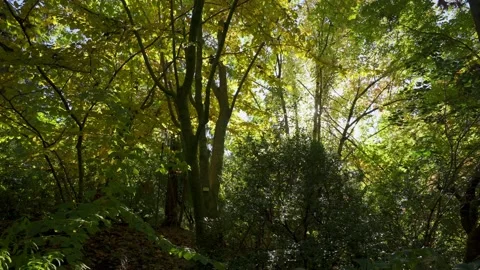 Beautiful sun rays illuminating a beech forest in vivid shades of fresh green Stock-Footage 146154428