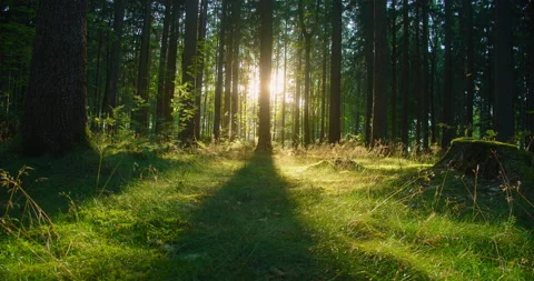 Beautiful sun rays illuminating a coniferous forest in vivid shades of fresh Stock Footage 204745928