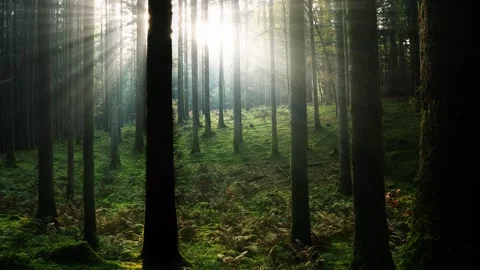 Beautiful sun rays in magic fairy tale woods Stock Footage 322904643
