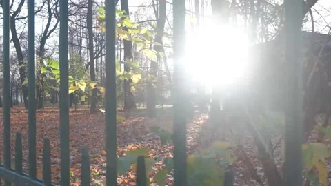 Beautiful sun rays make their way through the trees in the park Video stock 197441970