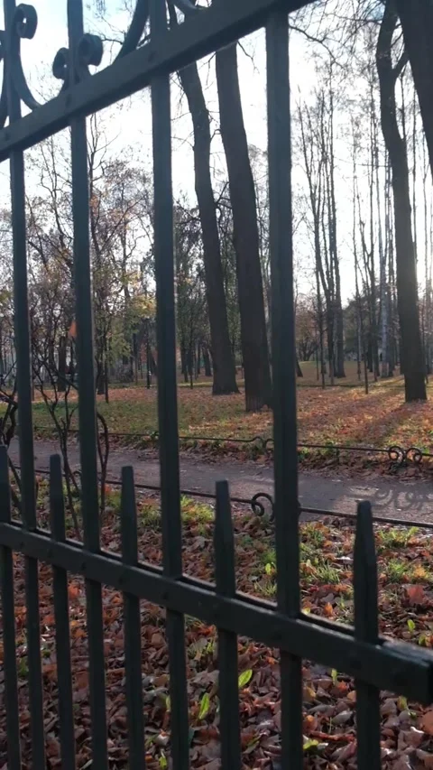 Beautiful sun rays make their way through the trees in the park Video stock 197486646