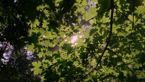 Beautiful sun rays shine through the green foliage. Video stock 92165188
