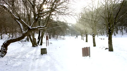 Beautiful Sun Rays Shining through Branches on the Snowy Park Stock Footage 148491389