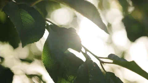 Beautiful sun rays through the tree branches and leaves. Sunlight filters 스톡 동영상 337895212