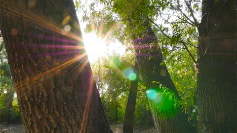 Beautiful sun rays through the trees. Scenic landscape with a river. Pooh from a Stock Footage 91405978