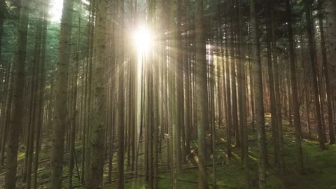 Beautiful sun rays in the woods Видео 228079453