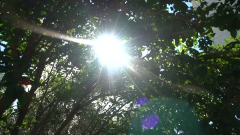 Beautiful Sun shine Stock Footage 133562215