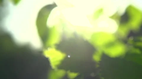 Beautiful Sun shine through the blowing on wind tree green leaves. Stock Footage 59084465