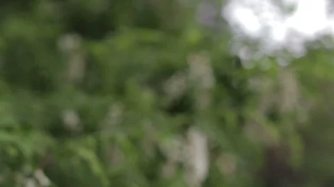 Beautiful Sun shine through blowing on wind tree green leaves. Stock Footage 63587594