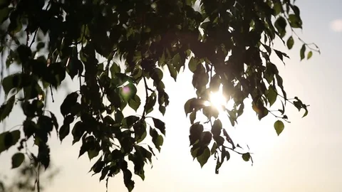 Beautiful Sun shine through the blowing on wind tree green leaves. Blurred Stock Footage 74470145