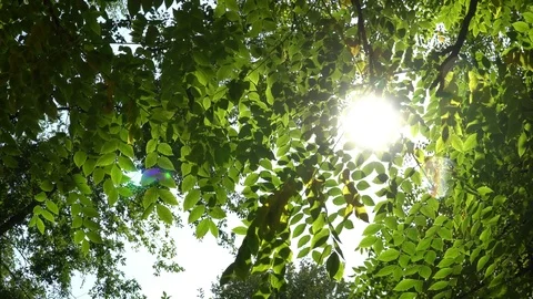 Beautiful Sun shine through the blowing on wind tree green leaves Stock Footage 80807886