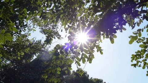Beautiful Sun shine through the blowing on green leaves with sun flare. Nature b Vidéo 85043311
