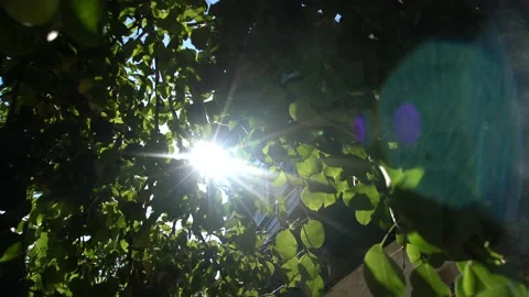Beautiful Sun shine through the blowing on wind tree green leaves Stock Footage 133564474
