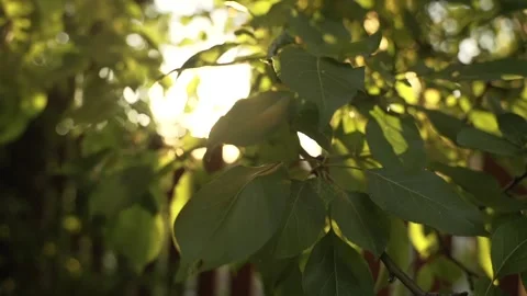 Beautiful Sun shine through the blowing on wind tree green leaves Stock Footage 156532208