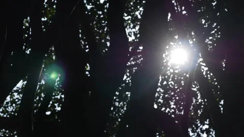 Beautiful Sun shine through the old green leafage. The dark leafage of Banyan Stock Footage 312109357