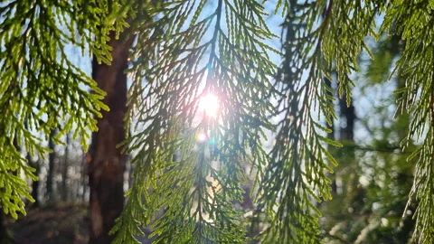 Beautiful sun shining through fresh green cedar branches in the forest. Bright Stock Footage 327588111