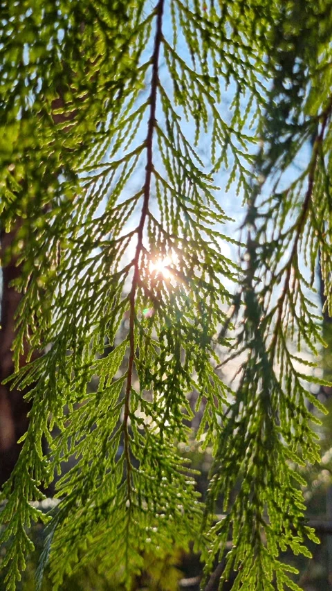 Beautiful sun shining through fresh green cedar branches in the forest. Bright Stock Footage 327589092