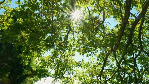 Beautiful sun star shining through the treetop Stock Footage 280040547