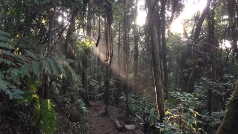 Beautiful Sunbeam Shining Through Dense Tropical Forest Canopy Stock-Footage 346814337