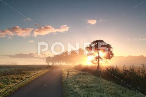 Beautiful sunbeams behind tree by road Stock Photos