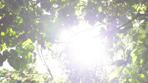 Beautiful Sunbeams Filtering Through Lush Green Leaves in Iriomote Forest Stock Footage 328623911