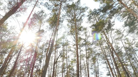 Beautiful sunbeams in a pine forest. Old treetops. Camera in motion Video stock 119825948