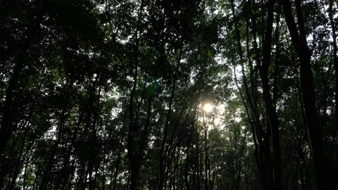 Beautiful Sunbeams Through dark Forest Trees. Beauty in nature 動画素材 152092545
