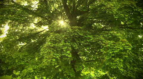 Beautiful Sunbeams through the tree. HD 1080. 스톡 동영상 39847719